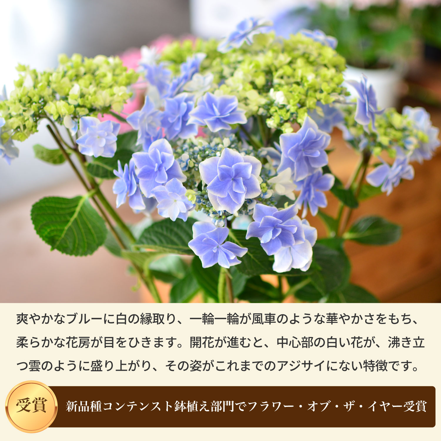 エーデルワイス花の贈り物 母の日 遅れてごめんね 2026 花 ギフト