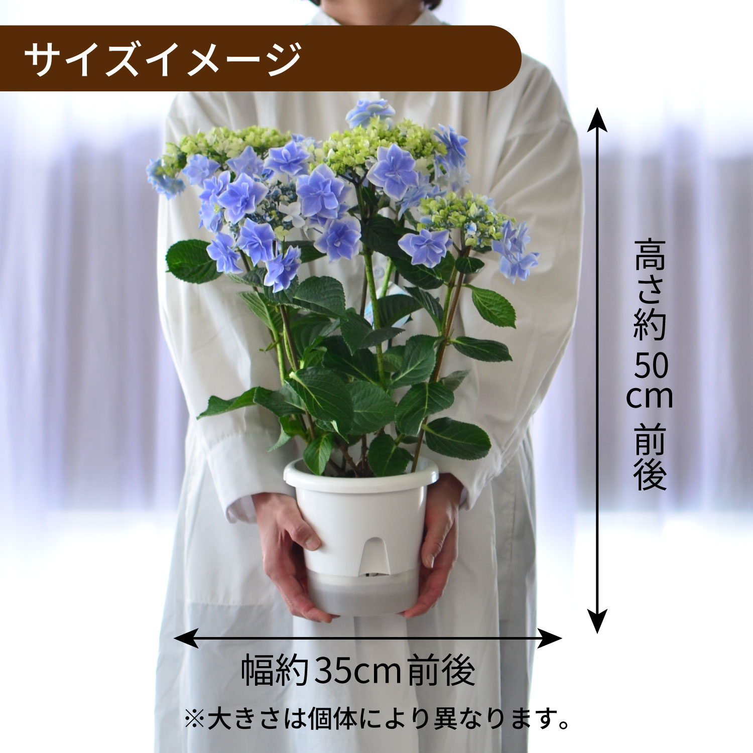 エーデルワイス花の贈り物 母の日 遅れてごめんね 2026 花 ギフト