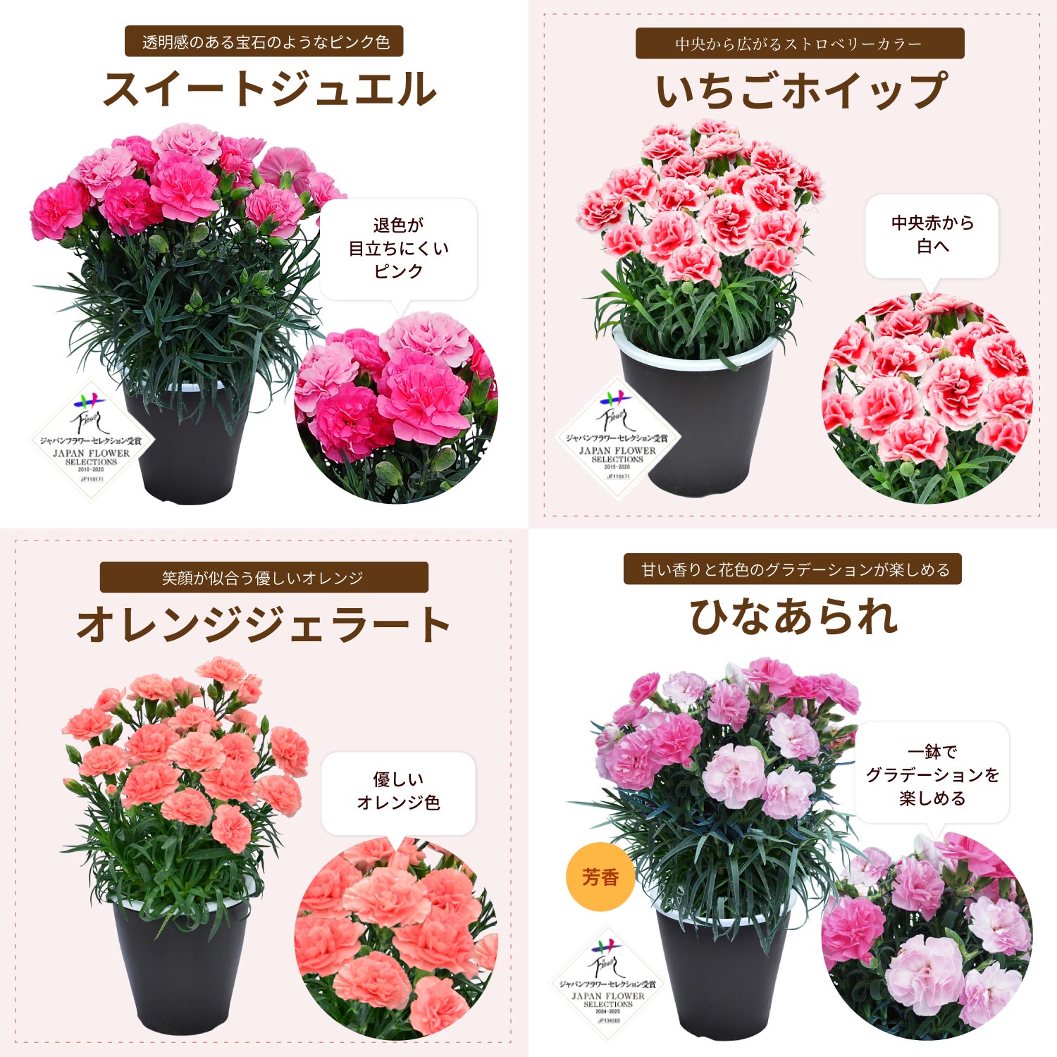 母の日カーネーションスタンダード25色カラーラインナップ