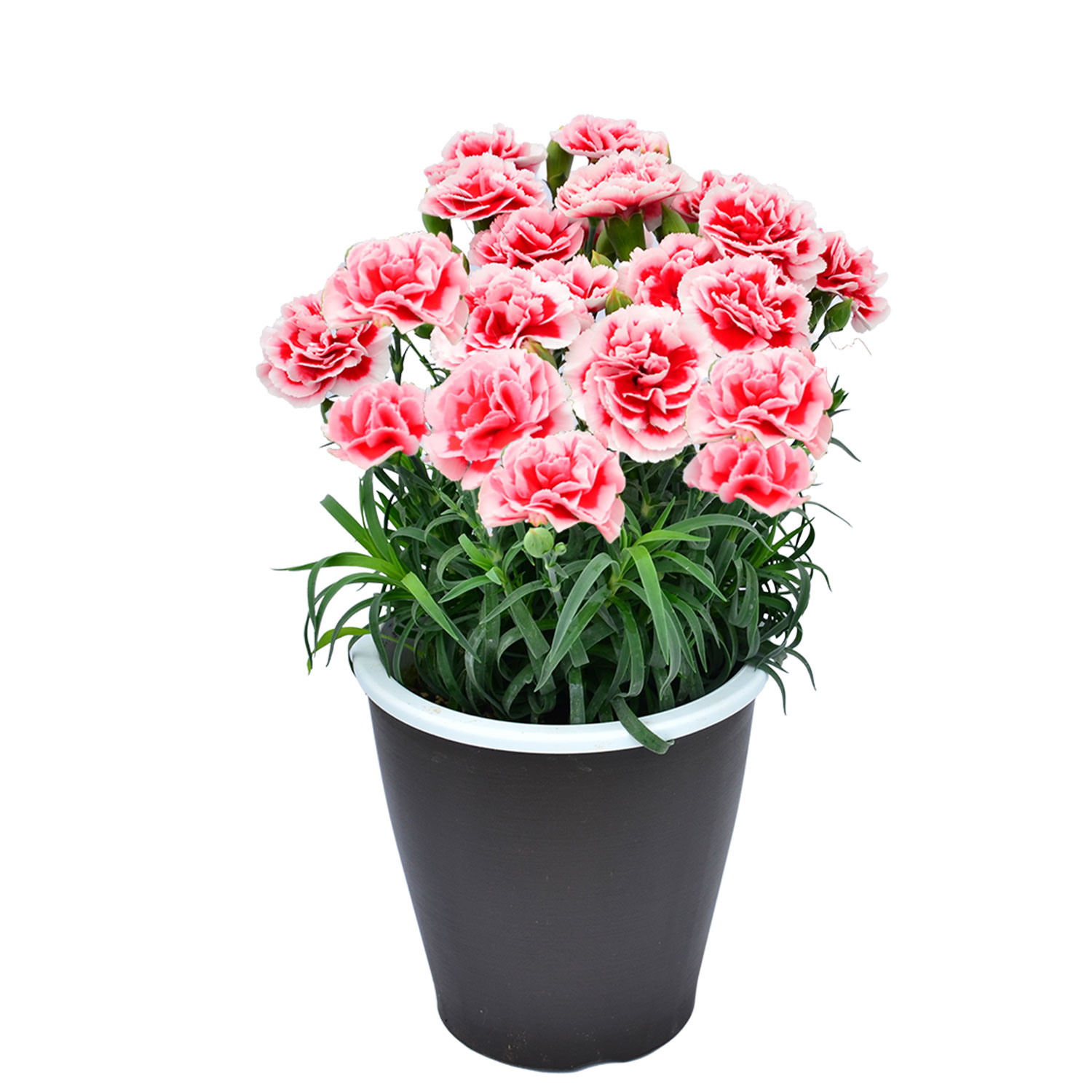 母の日 まだ間に合う 2026 日付指定可能 花 ギフト カーネーション 鉢植え スタンダード 5号 25色から選べる 産地直送 生花 2026母の日 60代 70代 80代 | エーデルワイス花の贈り物 | 05