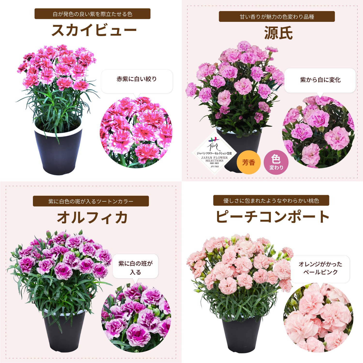 母の日カーネーションスタンダード25色カラーラインナップ