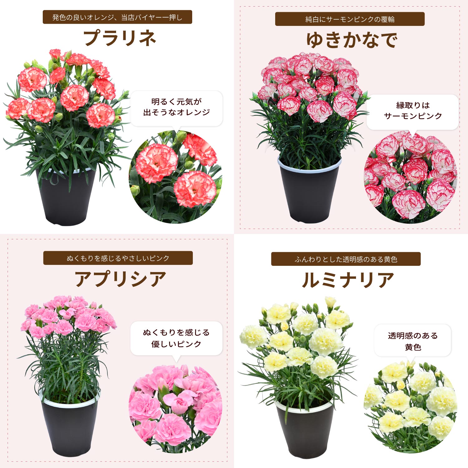母の日カーネーションスタンダード25色カラーラインナップ