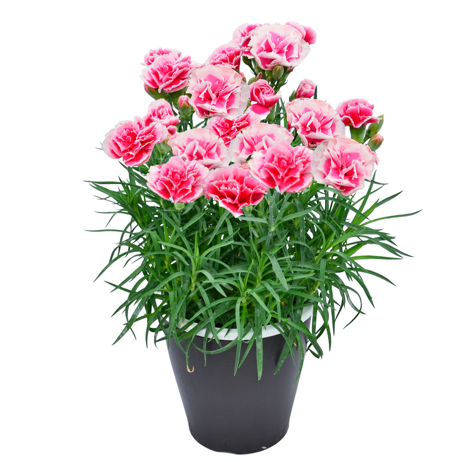母の日 まだ間に合う 2026 日付指定可能 花 ギフト カーネーション 鉢植え スタンダード 5号 25色から選べる 産地直送 生花 2026母の日 60代 70代 80代 | エーデルワイス花の贈り物 | 08
