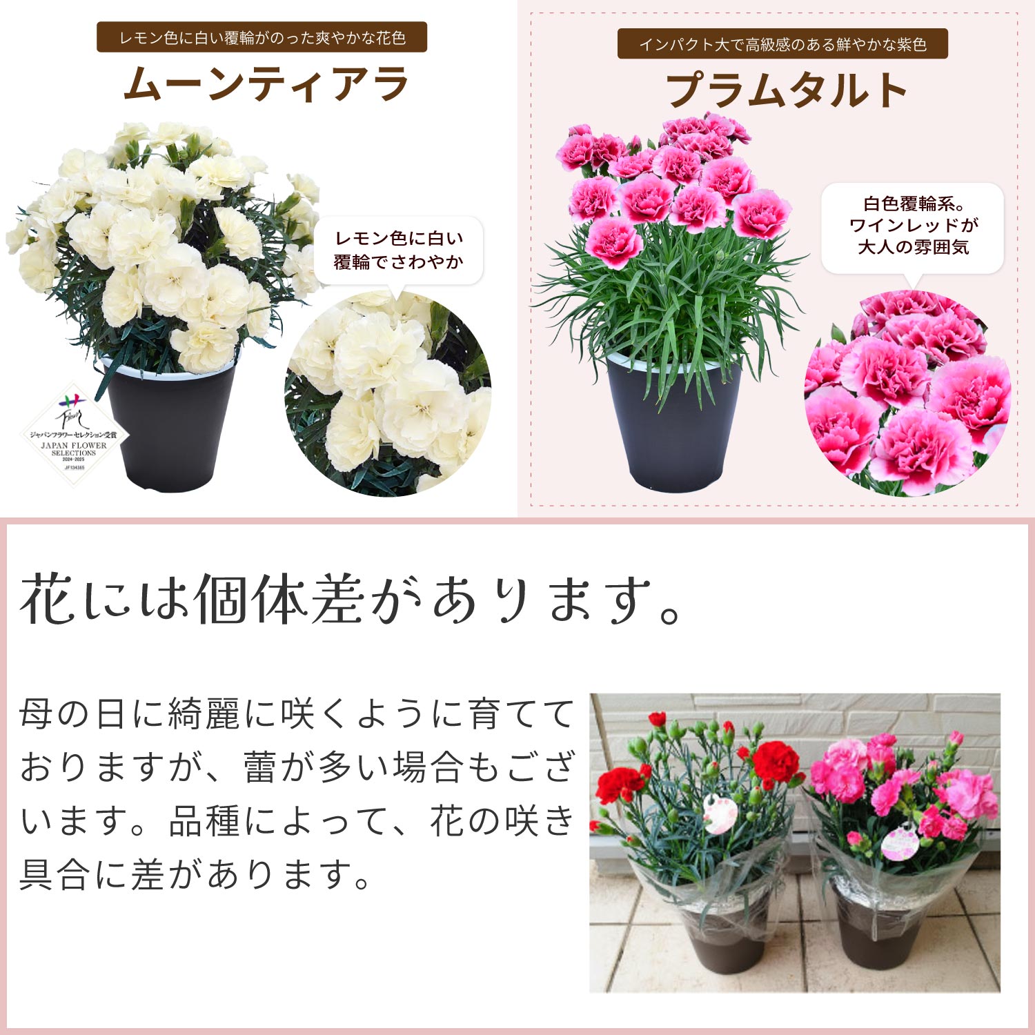 母の日カーネーションスタンダード25色カラーラインナップ