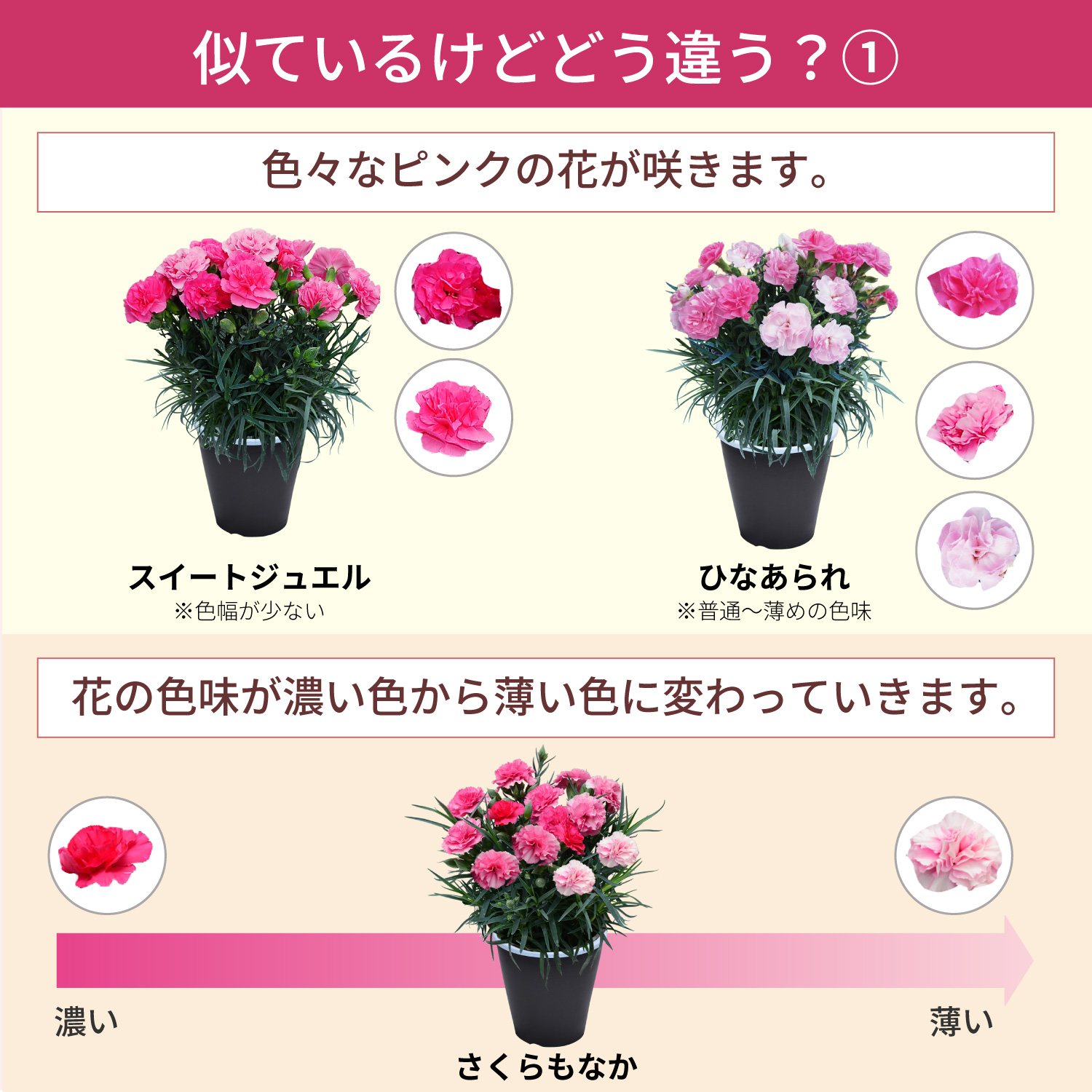 母の日カーネーションスタンダード25色 色の違い1