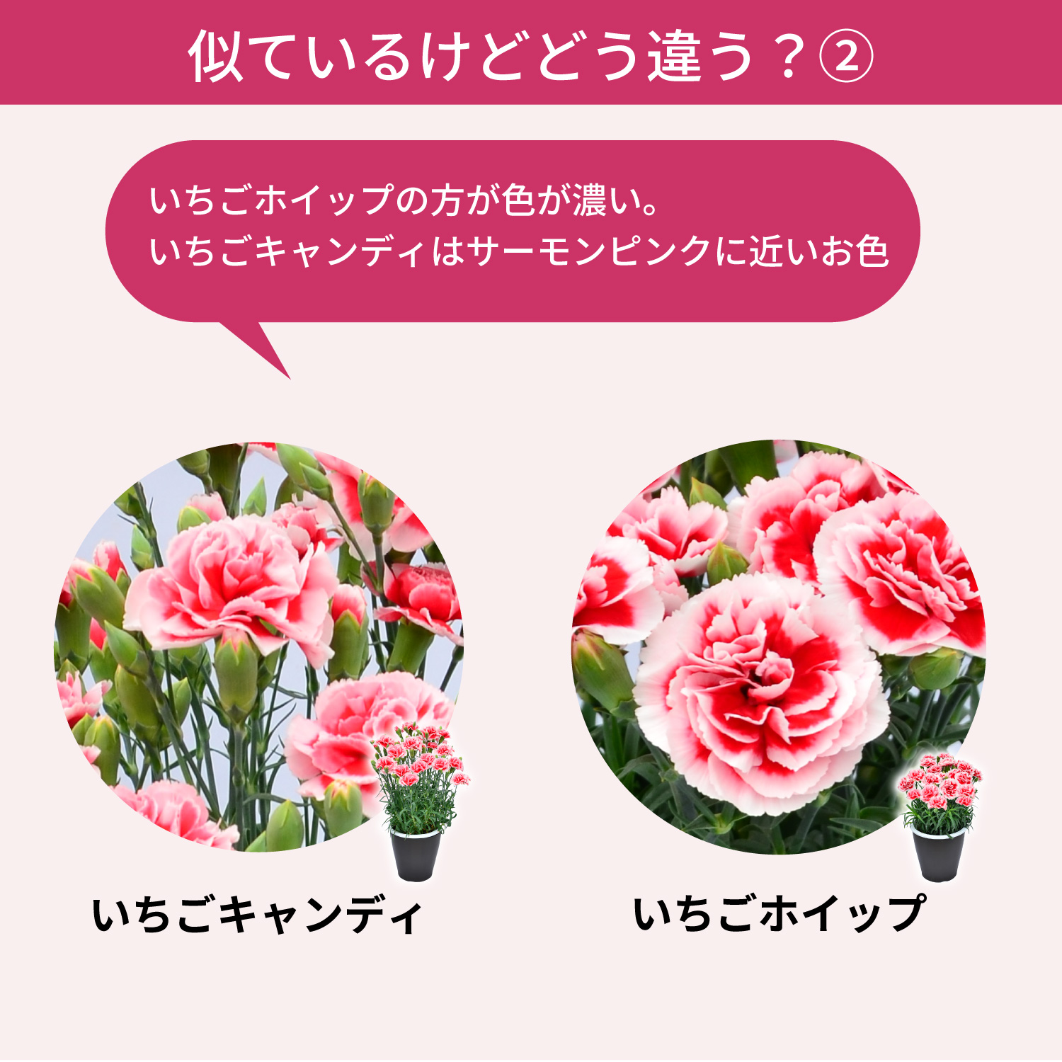 母の日カーネーションスタンダード25色 色の違い2
