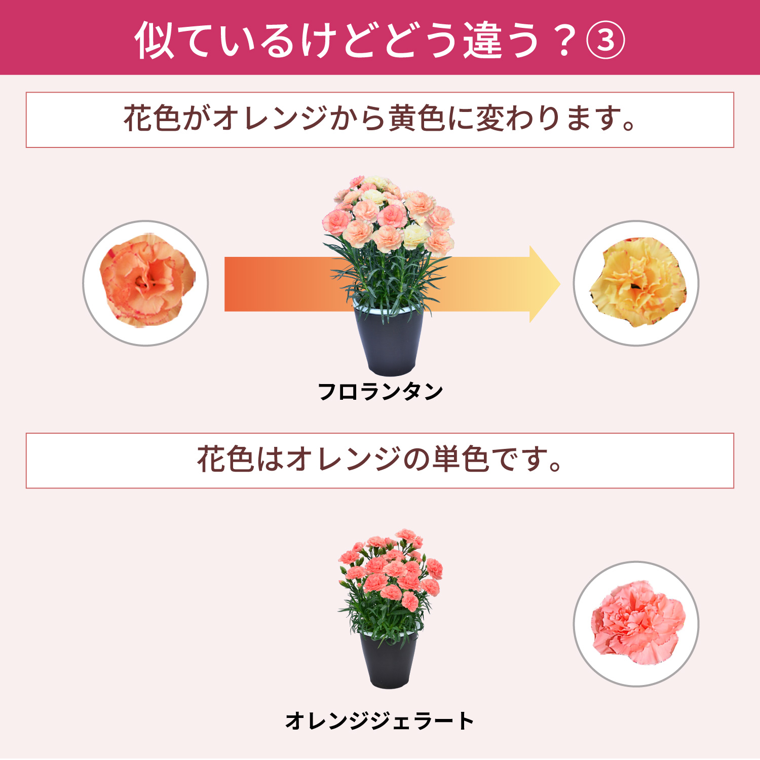 母の日カーネーションスタンダード25色 色の違い3