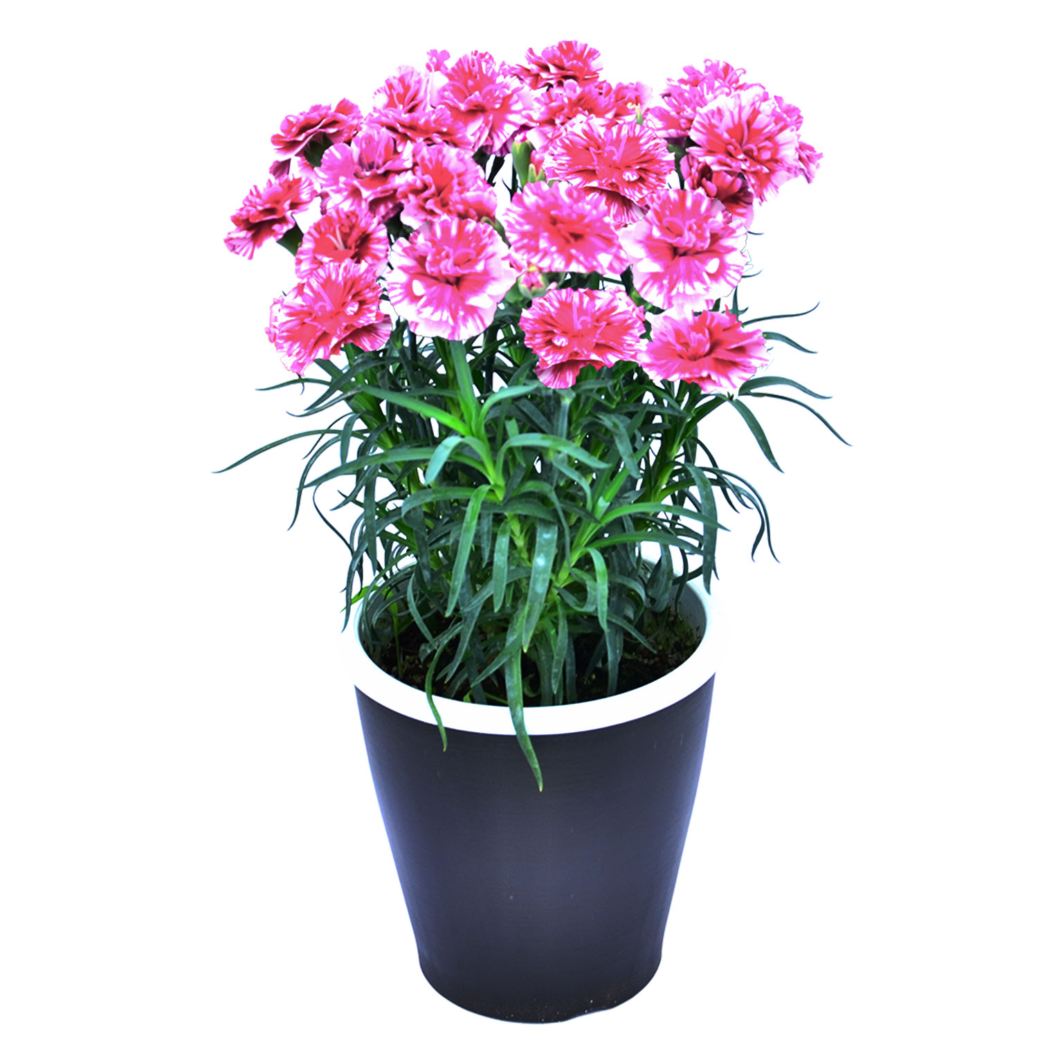 母の日 まだ間に合う 2026 日付指定可能 花 ギフト カーネーション 鉢植え スタンダード 5号 25色から選べる 産地直送 生花 2026母の日 60代 70代 80代 | エーデルワイス花の贈り物 | 12