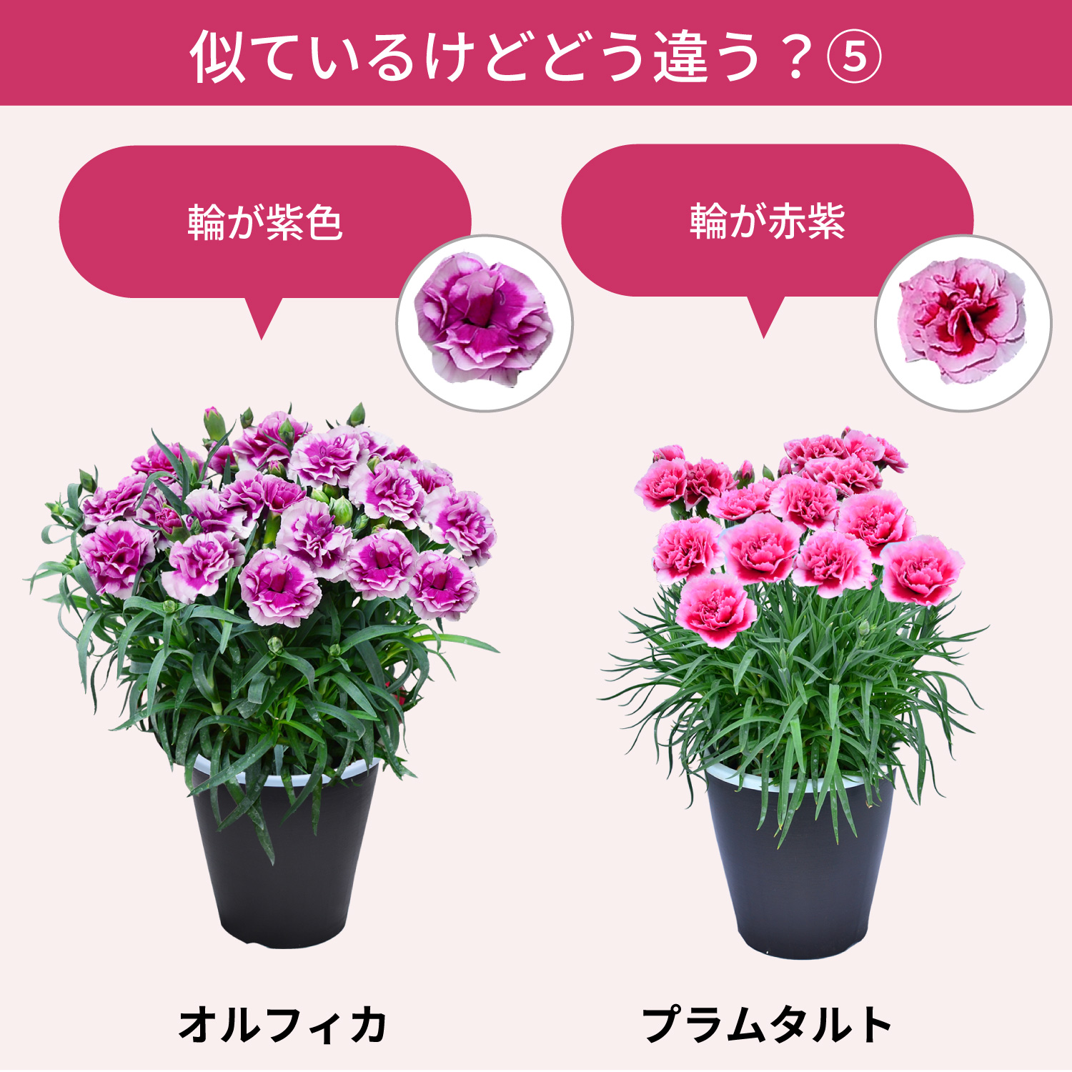 母の日カーネーションスタンダード25色 色の違い5