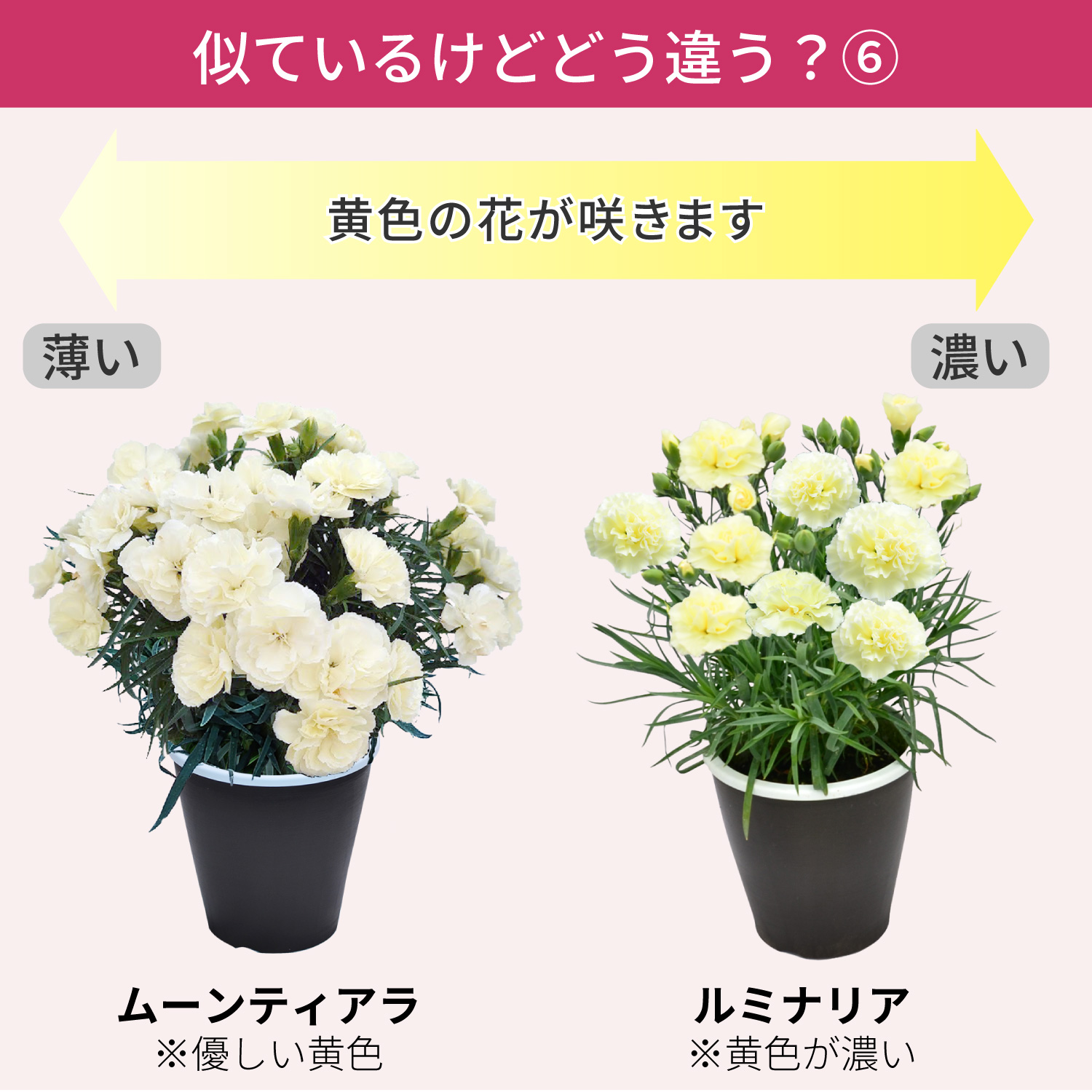 母の日カーネーションスタンダード25色 色の違い6