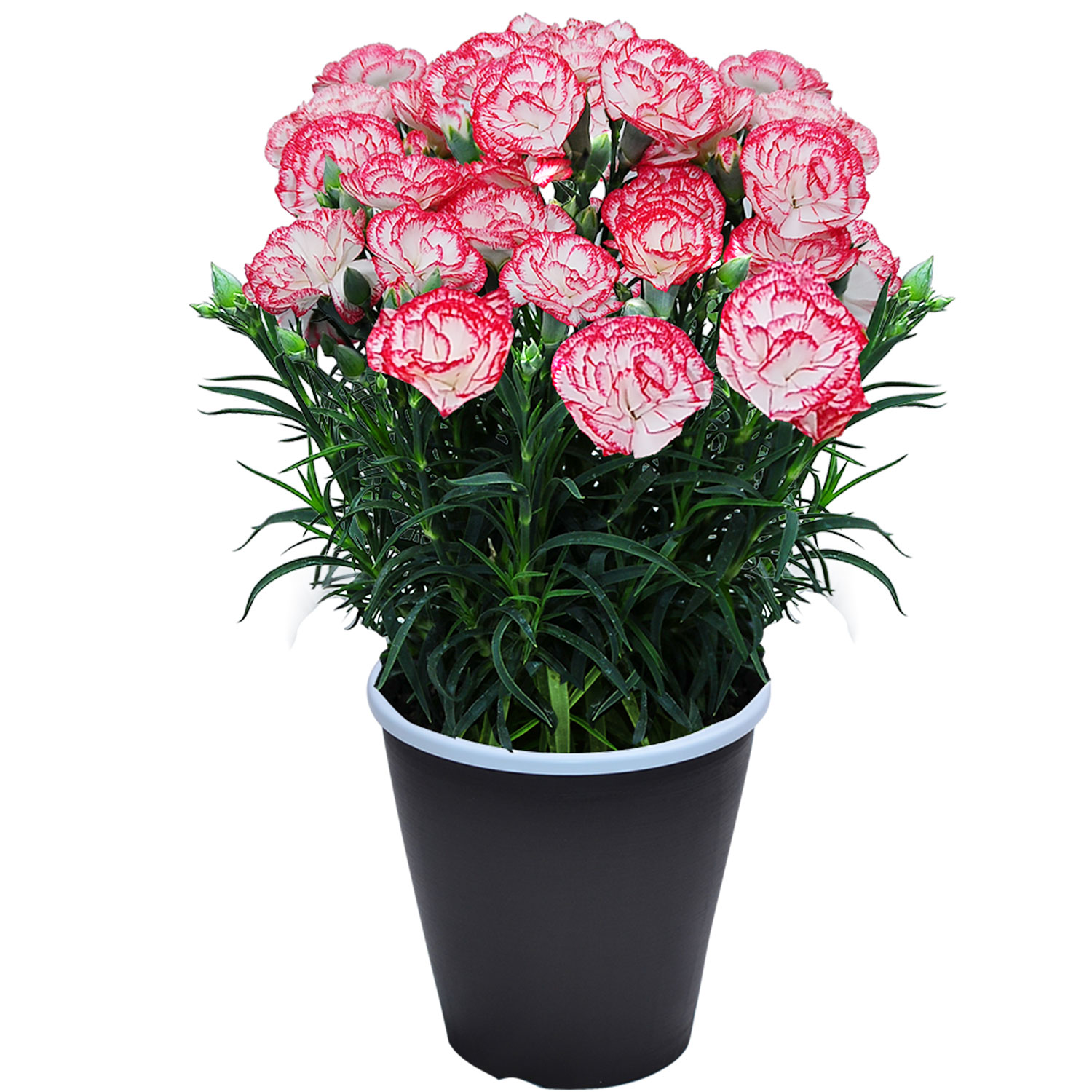 母の日 まだ間に合う 2026 日付指定可能 花 ギフト カーネーション 鉢植え スタンダード 5号 25色から選べる 産地直送 生花 2026母の日 60代 70代 80代 | エーデルワイス花の贈り物 | 17