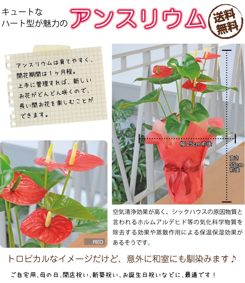 観葉植物 アンスリウム アンスリューム 赤 レッド 桃色 ピンク 鉢植え おしゃれ インテリア 室内 Anthurium 花束ギフト花工房 誕生日翌日配達 通販 Yahoo ショッピング