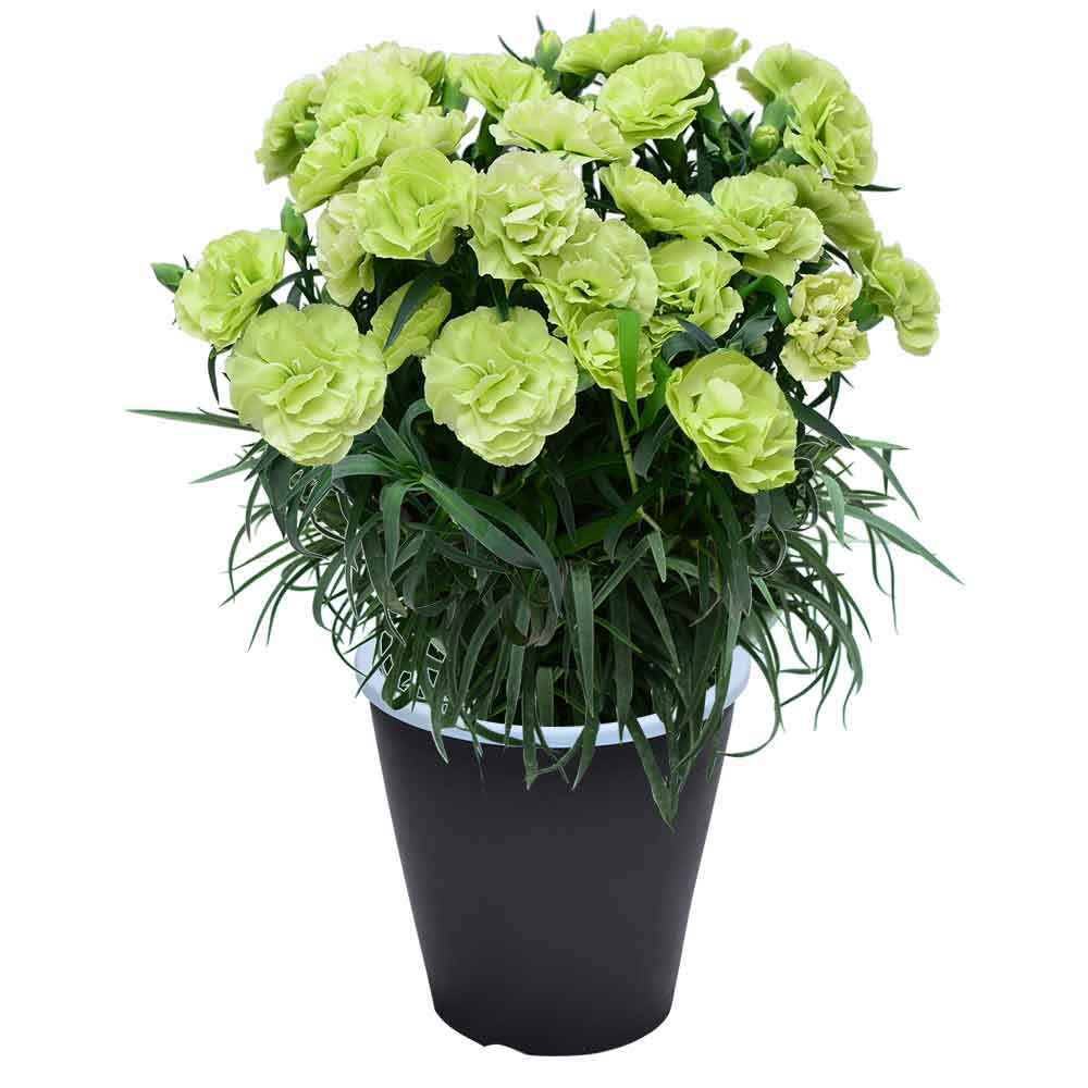 母の日 ギフト カーネーション 花  ははの日 2026 生花 60代 70代 80代 フラワーギフト 25色から選べる 産地直送 カーネーション5号鉢 スタンダード 25色 | エーデルワイス花の贈り物 | 10