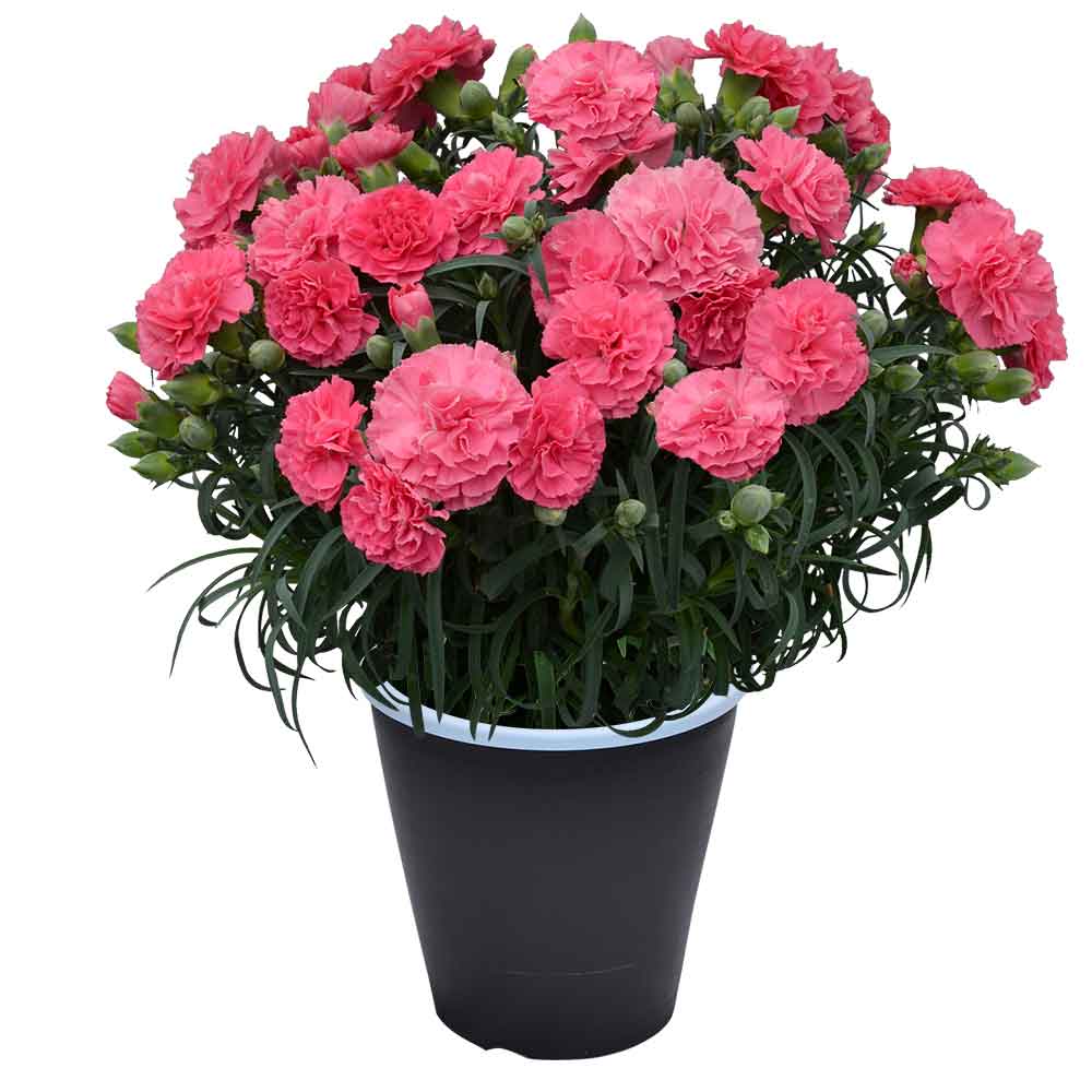 母の日 ギフト カーネーション 花  ははの日 2026 生花 60代 70代 80代 フラワーギフト 25色から選べる 産地直送 カーネーション5号鉢 スタンダード 25色 | エーデルワイス花の贈り物 | 11