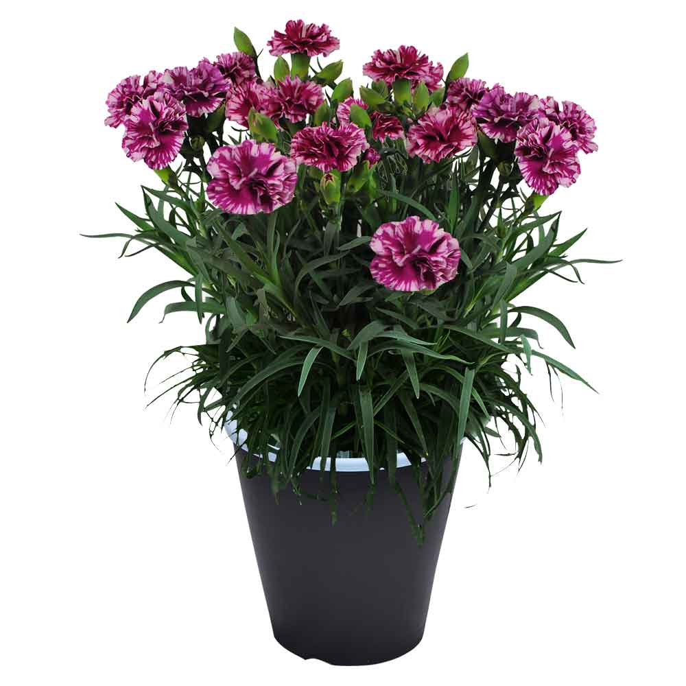 母の日 ギフト カーネーション 花  ははの日 2026 生花 60代 70代 80代 フラワーギフト 25色から選べる 産地直送 カーネーション5号鉢 スタンダード 25色 | エーデルワイス花の贈り物 | 12