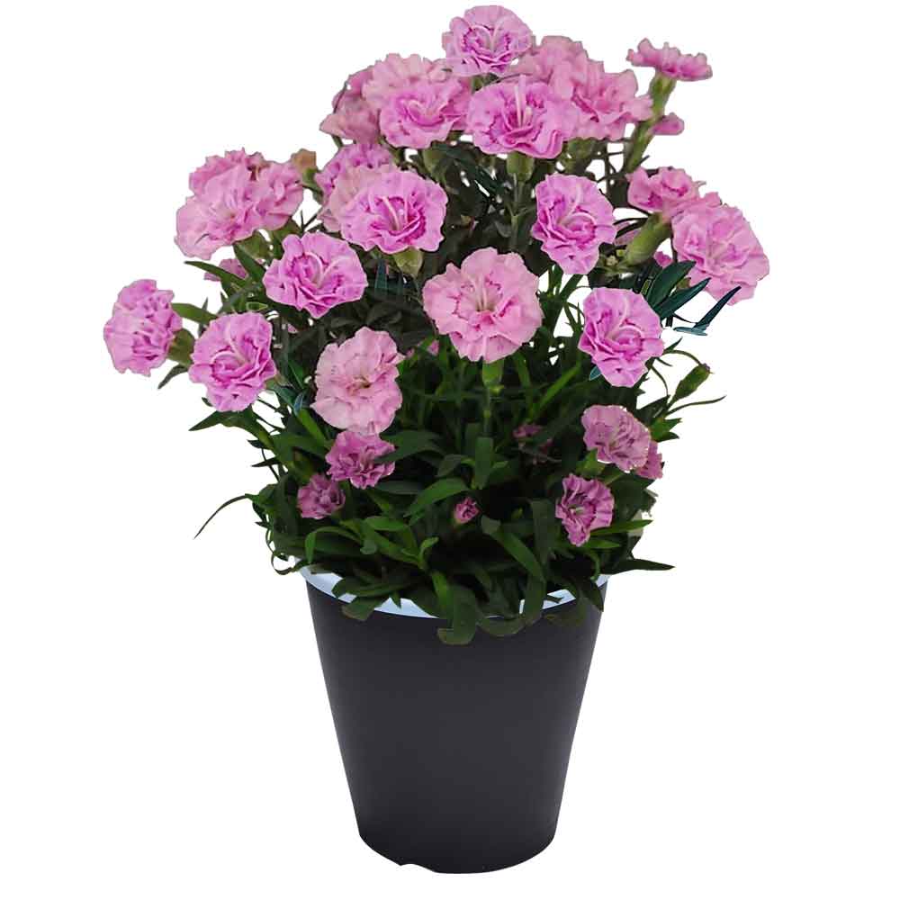 母の日 ギフト カーネーション 花  ははの日 2026 生花 60代 70代 80代 フラワーギフト 25色から選べる 産地直送 カーネーション5号鉢 スタンダード 25色 | エーデルワイス花の贈り物 | 13