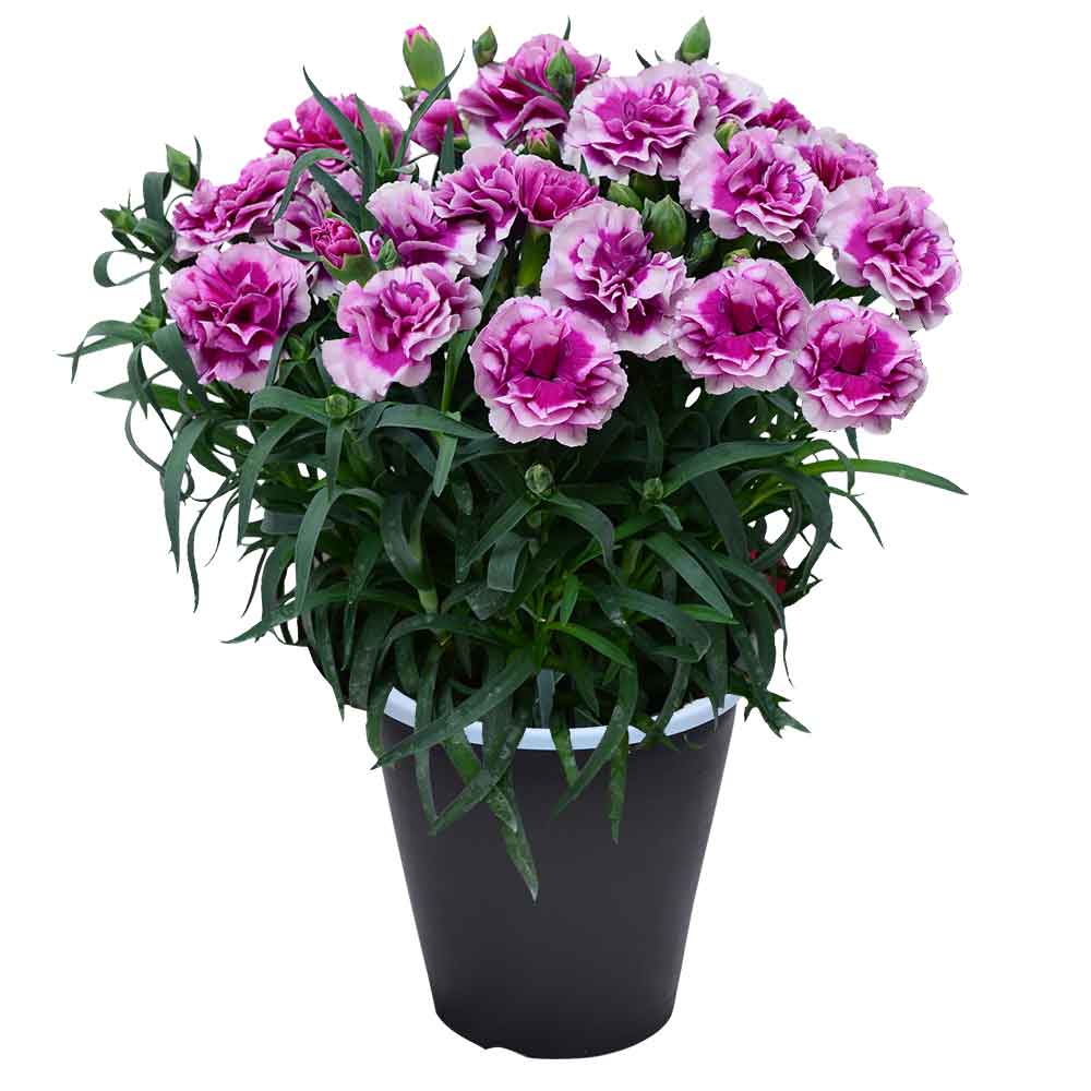 母の日 ギフト カーネーション 花  ははの日 2026 生花 60代 70代 80代 フラワーギフト 25色から選べる 産地直送 カーネーション5号鉢 スタンダード 25色 | エーデルワイス花の贈り物 | 14