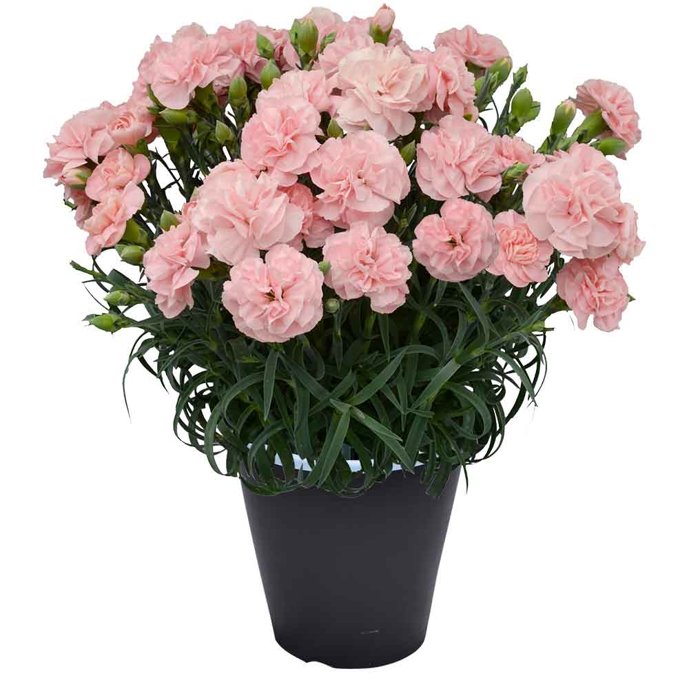 母の日 ギフト カーネーション 花  ははの日 2026 生花 60代 70代 80代 フラワーギフト 25色から選べる 産地直送 カーネーション5号鉢 スタンダード 25色 | エーデルワイス花の贈り物 | 15