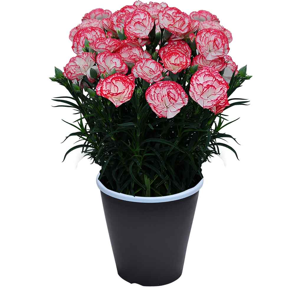 母の日 ギフト カーネーション 花  ははの日 2026 生花 60代 70代 80代 フラワーギフト 25色から選べる 産地直送 カーネーション5号鉢 スタンダード 25色 | エーデルワイス花の贈り物 | 17