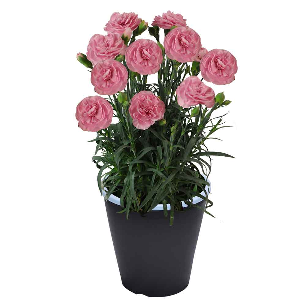 母の日 ギフト カーネーション 花  ははの日 2026 生花 60代 70代 80代 フラワーギフト 25色から選べる 産地直送 カーネーション5号鉢 スタンダード 25色 | エーデルワイス花の贈り物 | 18