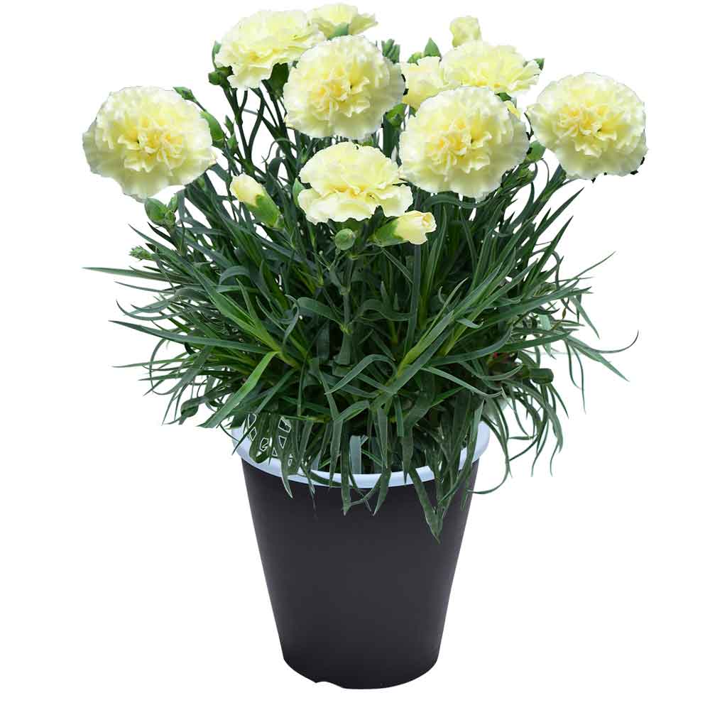 母の日 ギフト カーネーション 花  ははの日 2026 生花 60代 70代 80代 フラワーギフト 25色から選べる 産地直送 カーネーション5号鉢 スタンダード 25色 | エーデルワイス花の贈り物 | 19