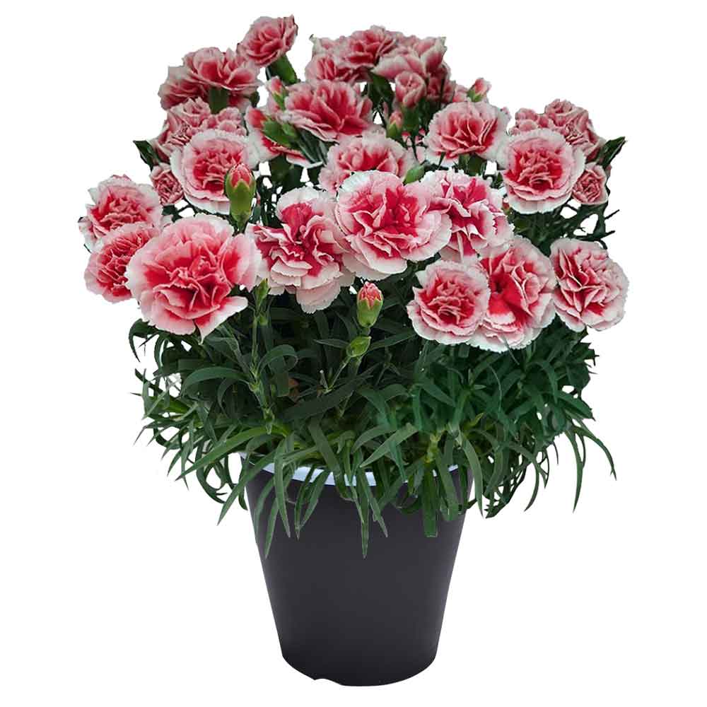 母の日 ギフト カーネーション 花  ははの日 2026 生花 60代 70代 80代 フラワーギフト 25色から選べる 産地直送 カーネーション5号鉢 スタンダード 25色 | エーデルワイス花の贈り物 | 20