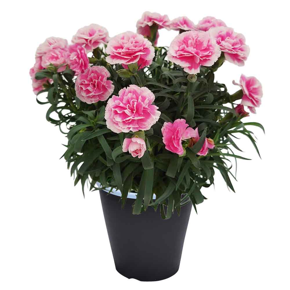 母の日 ギフト カーネーション 花  ははの日 2026 生花 60代 70代 80代 フラワーギフト 25色から選べる 産地直送 カーネーション5号鉢 スタンダード 25色 | エーデルワイス花の贈り物 | 21