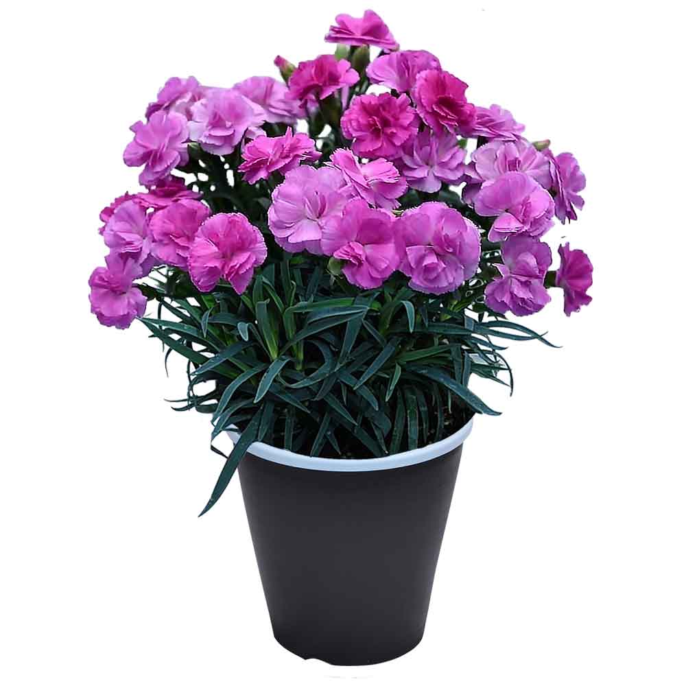 母の日 ギフト カーネーション 花  ははの日 2026 生花 60代 70代 80代 フラワーギフト 25色から選べる 産地直送 カーネーション5号鉢 スタンダード 25色 | エーデルワイス花の贈り物 | 22