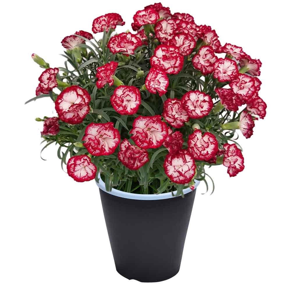 母の日 ギフト カーネーション 花  ははの日 2026 生花 60代 70代 80代 フラワーギフト 25色から選べる 産地直送 カーネーション5号鉢 スタンダード 25色 | エーデルワイス花の贈り物 | 23