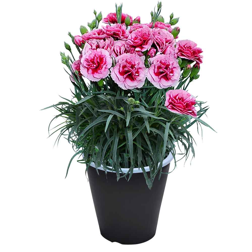 母の日 ギフト カーネーション 花  ははの日 2026 生花 60代 70代 80代 フラワーギフト 25色から選べる 産地直送 カーネーション5号鉢 スタンダード 25色 | エーデルワイス花の贈り物 | 25