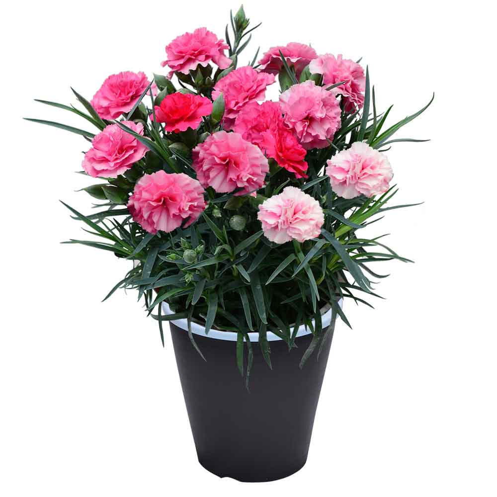 母の日 ギフト カーネーション 花  ははの日 2026 生花 60代 70代 80代 フラワーギフト 25色から選べる 産地直送 カーネーション5号鉢 スタンダード 25色 | エーデルワイス花の贈り物 | 02