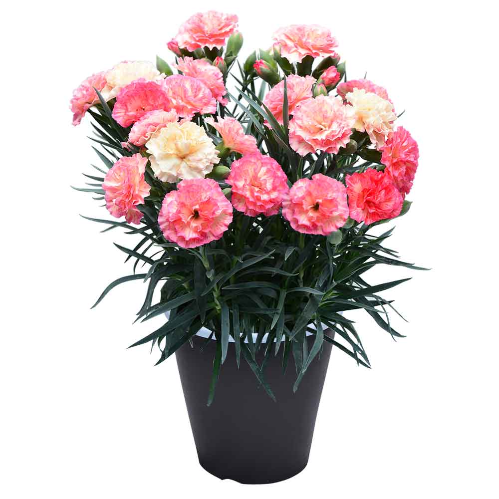 母の日 ギフト カーネーション 花  ははの日 2026 生花 60代 70代 80代 フラワーギフト 25色から選べる 産地直送 カーネーション5号鉢 スタンダード 25色 | エーデルワイス花の贈り物 | 03