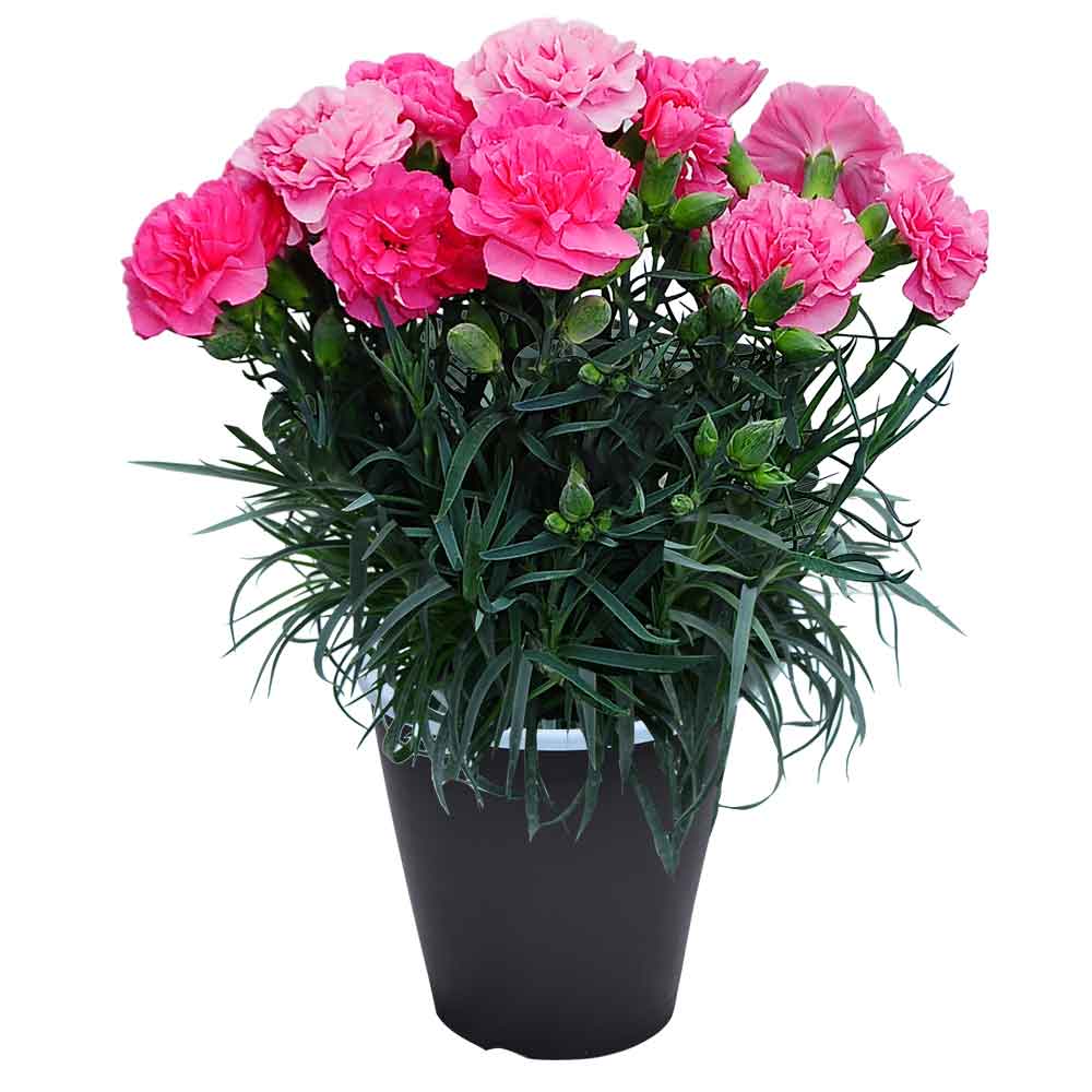 母の日 ギフト カーネーション 花  ははの日 2026 生花 60代 70代 80代 フラワーギフト 25色から選べる 産地直送 カーネーション5号鉢 スタンダード 25色 | エーデルワイス花の贈り物 | 04