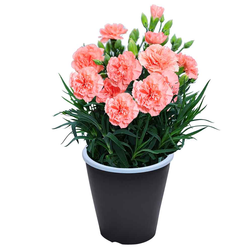 母の日 ギフト カーネーション 花  ははの日 2026 生花 60代 70代 80代 フラワーギフト 25色から選べる 産地直送 カーネーション5号鉢 スタンダード 25色 | エーデルワイス花の贈り物 | 06