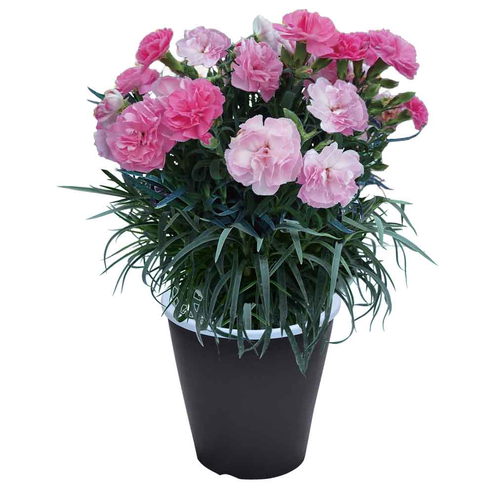 母の日 ギフト カーネーション 花  ははの日 2026 生花 60代 70代 80代 フラワーギフト 25色から選べる 産地直送 カーネーション5号鉢 スタンダード 25色 | エーデルワイス花の贈り物 | 07