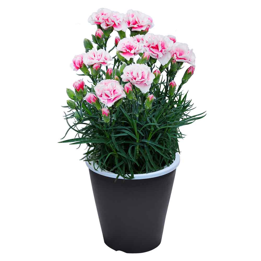 母の日 ギフト カーネーション 花  ははの日 2026 生花 60代 70代 80代 フラワーギフト 25色から選べる 産地直送 カーネーション5号鉢 スタンダード 25色 | エーデルワイス花の贈り物 | 08