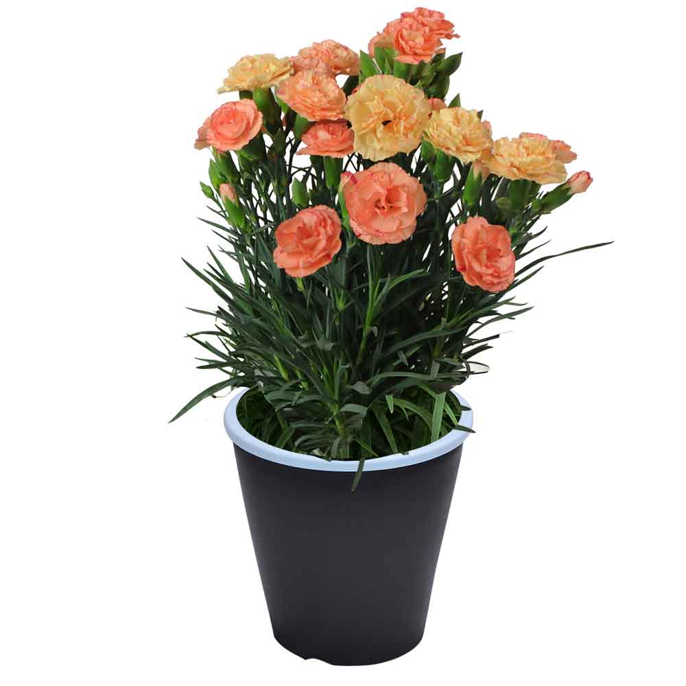 母の日 ギフト カーネーション 花  ははの日 2026 生花 60代 70代 80代 フラワーギフト 25色から選べる 産地直送 カーネーション5号鉢 スタンダード 25色 | エーデルワイス花の贈り物 | 09