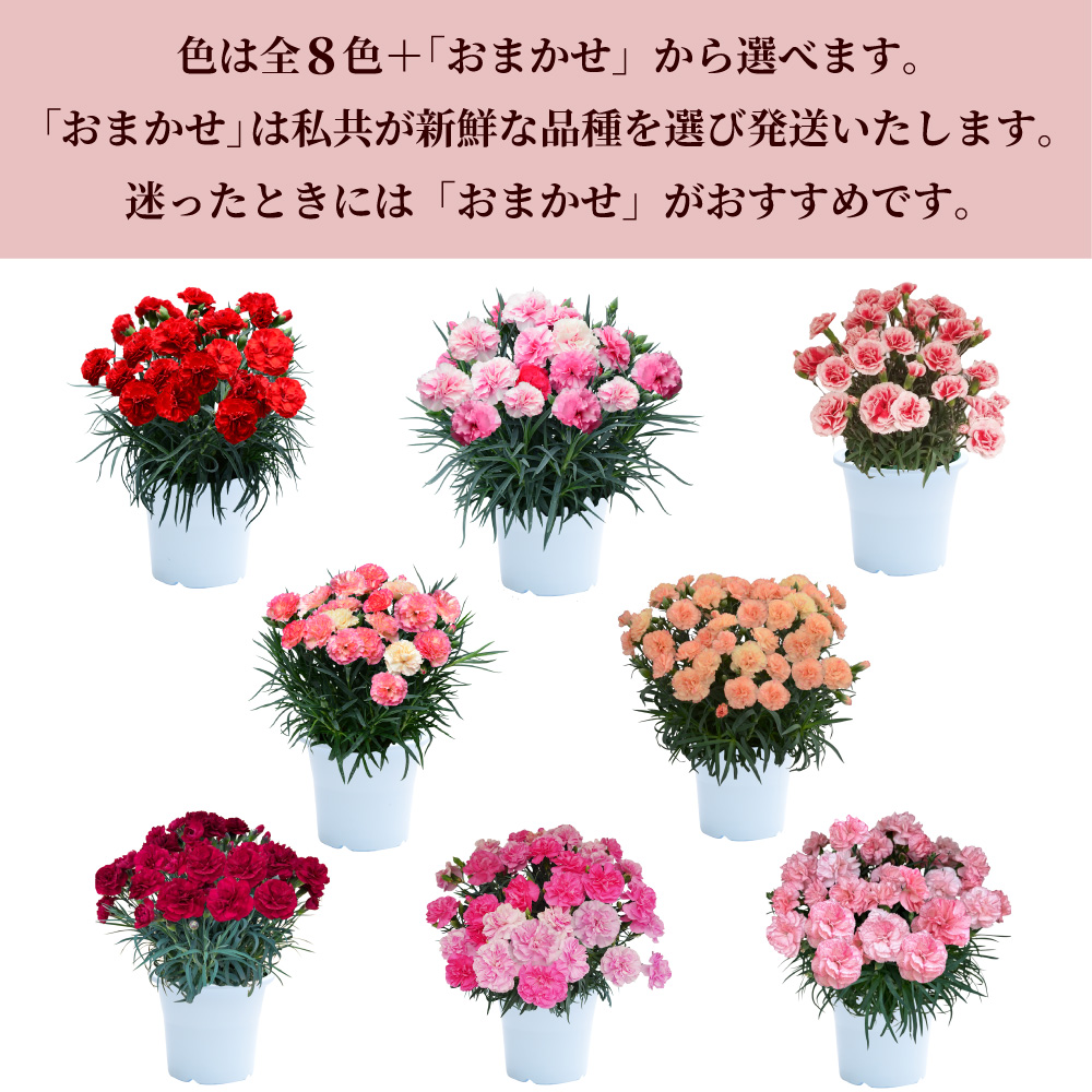 カーネーション6号鉢