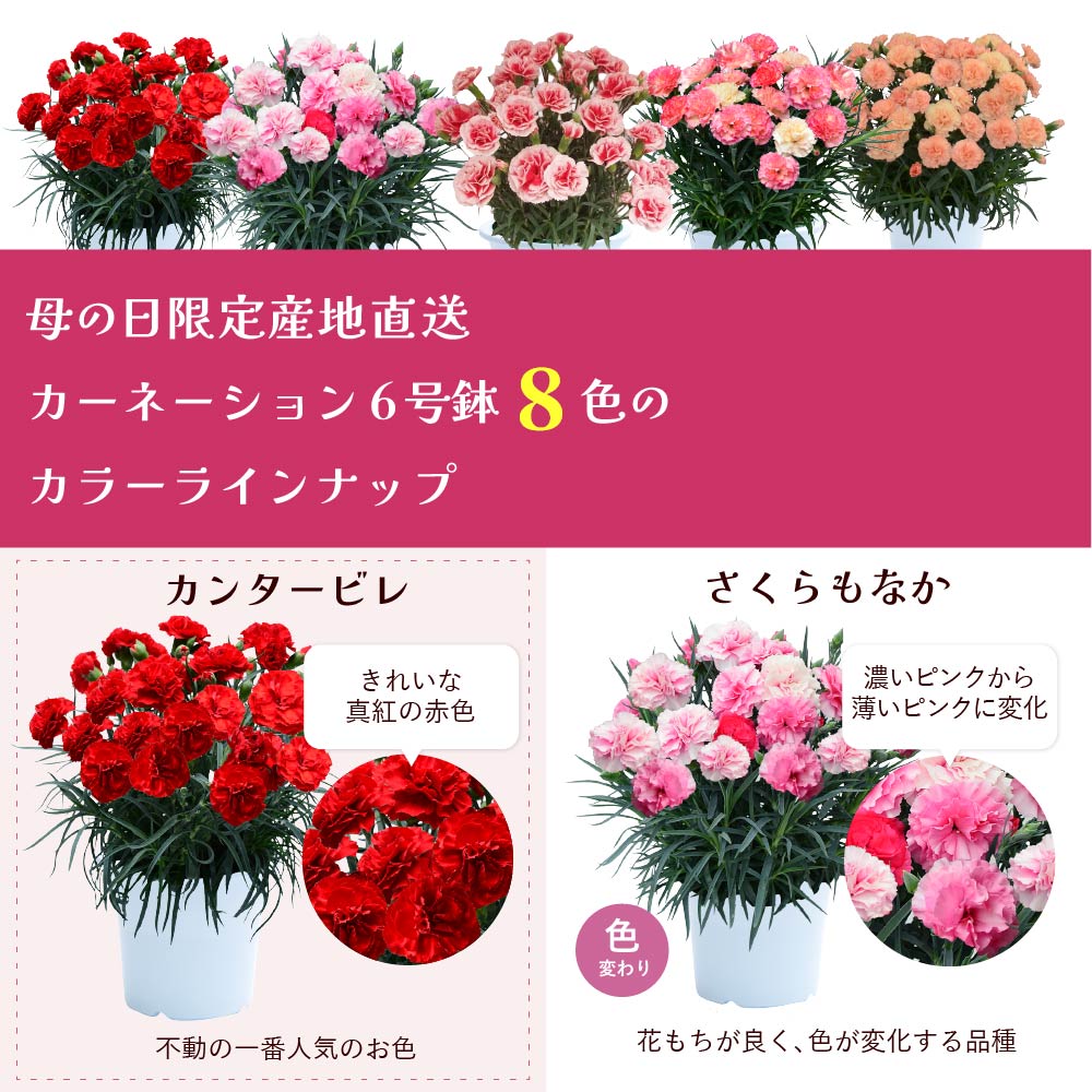 カーネーション6号鉢
