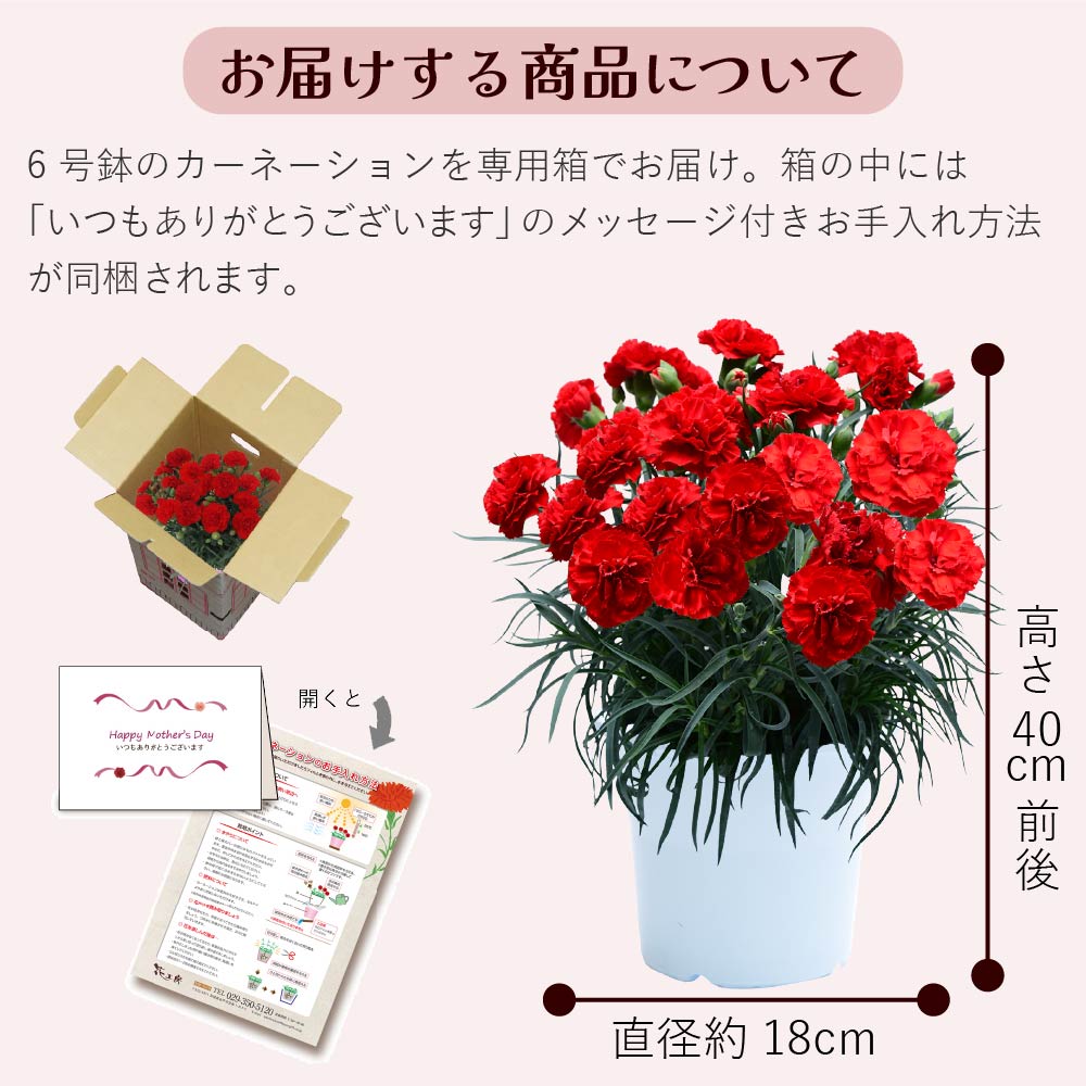 カーネーション6号鉢