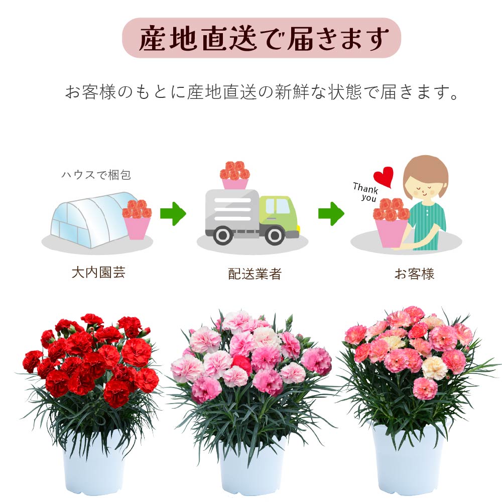 カーネーション6号鉢