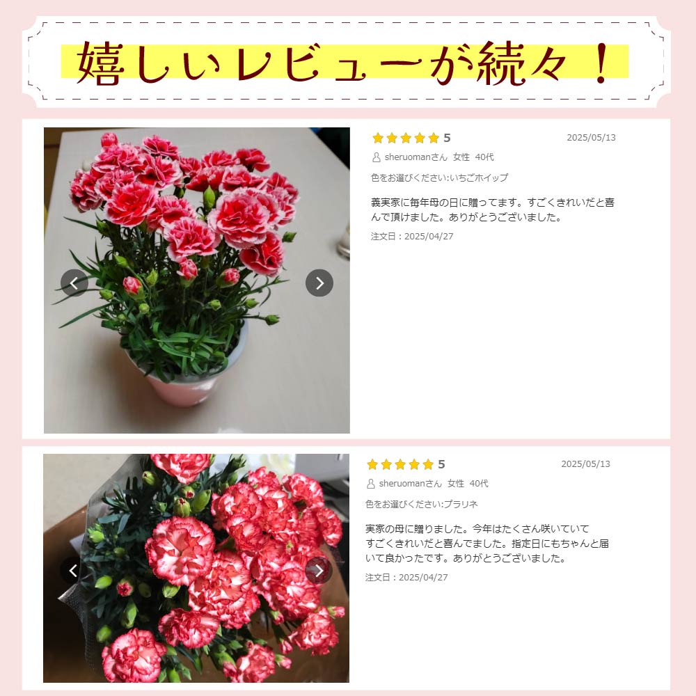 カーネーション6号鉢