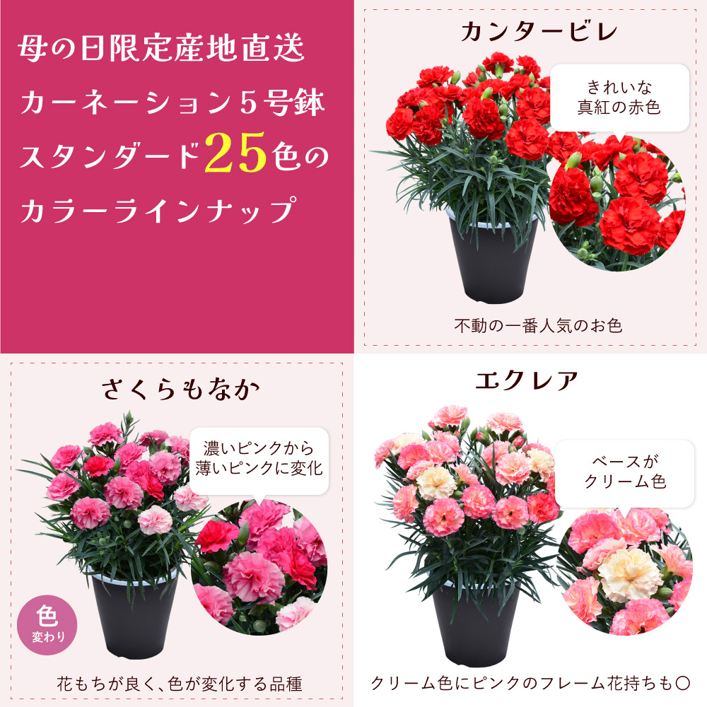 母の日カーネーションスタンダード25色カラーラインナップ