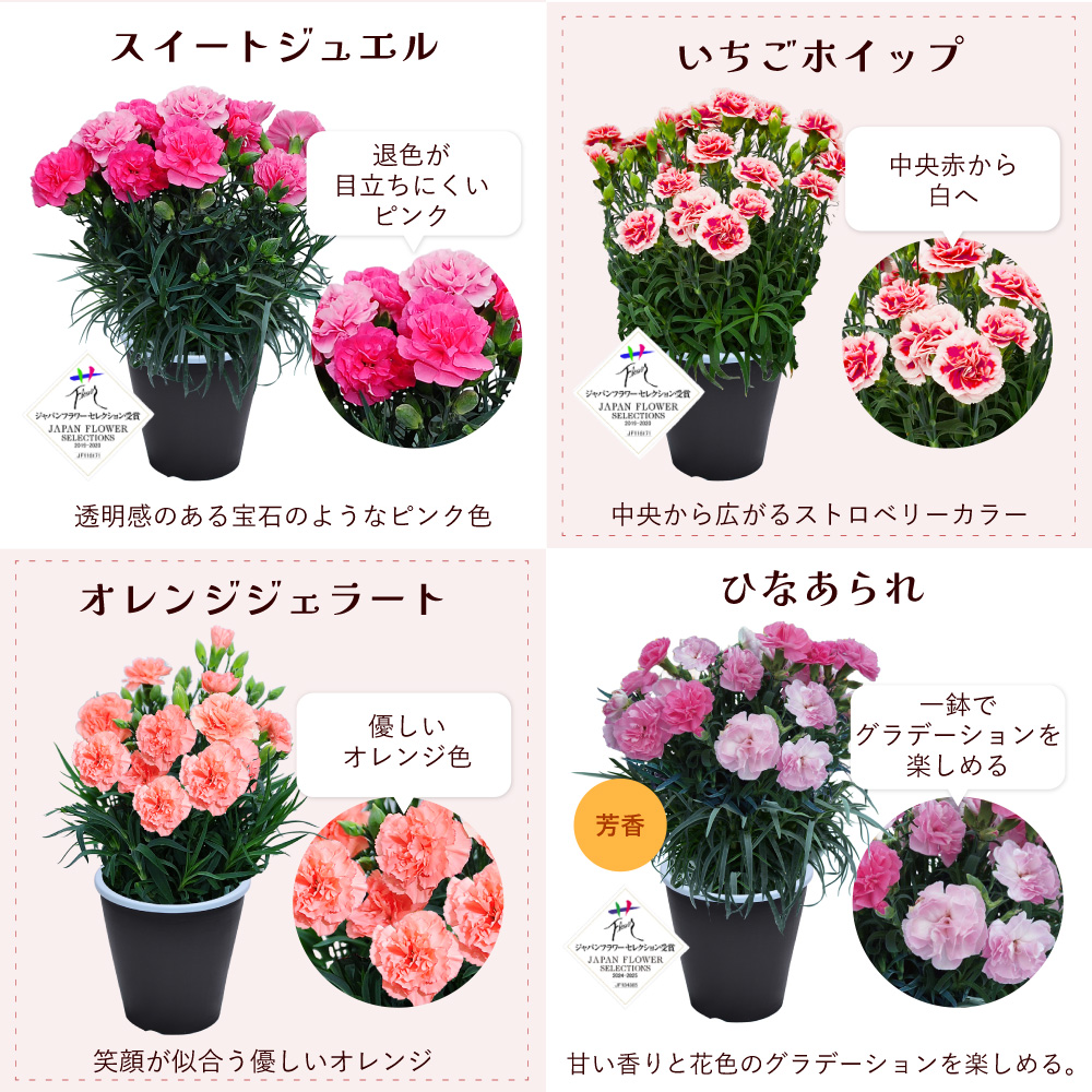 母の日カーネーションスタンダード25色カラーラインナップ
