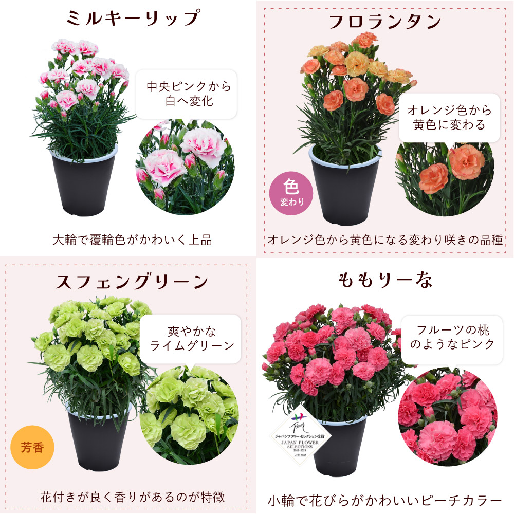母の日カーネーションスタンダード25色カラーラインナップ