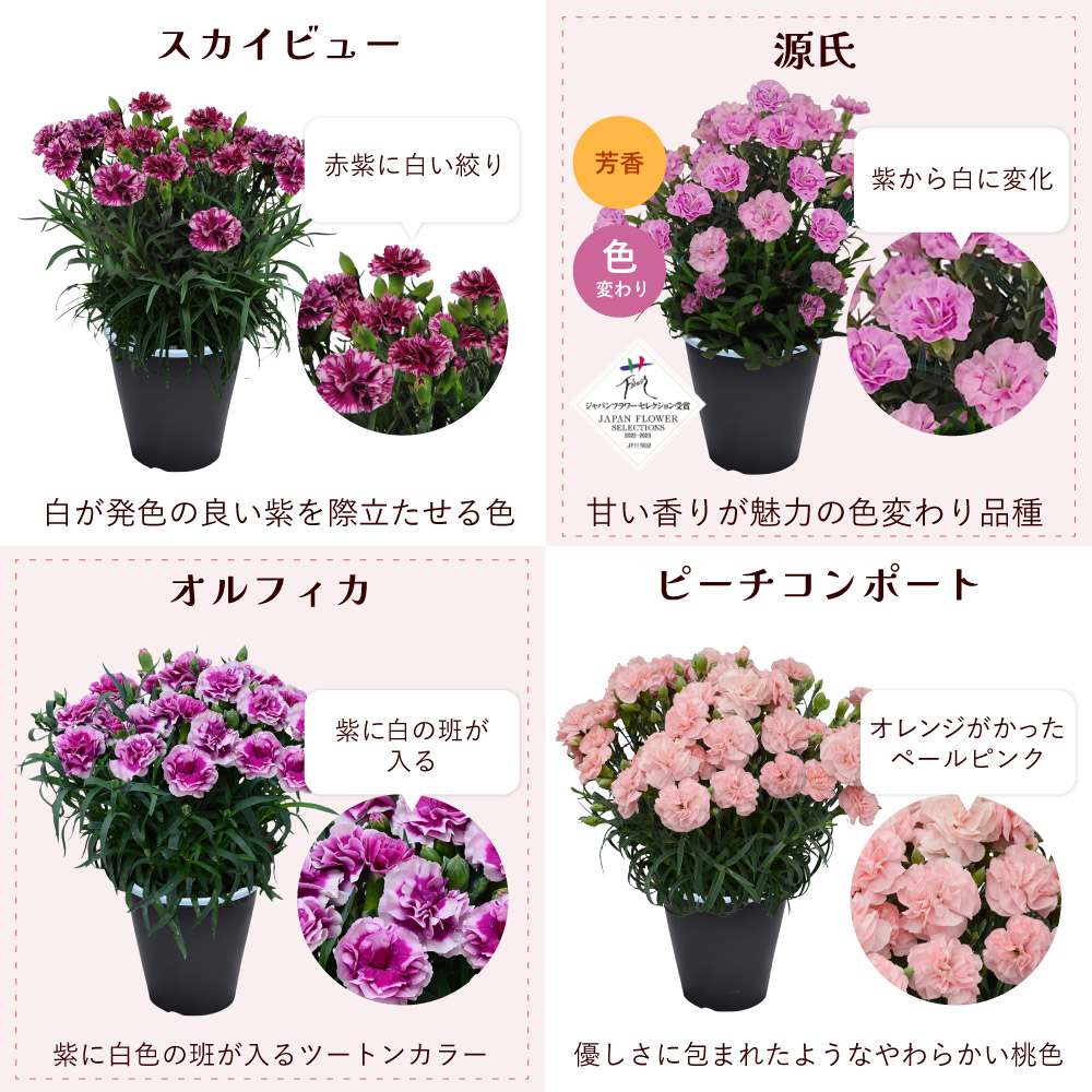 母の日カーネーションスタンダード25色カラーラインナップ