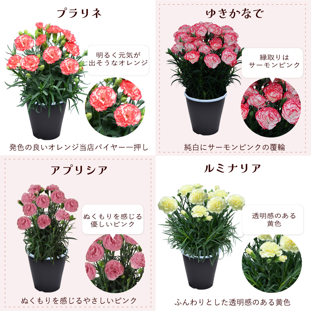 母の日カーネーションスタンダード25色カラーラインナップ