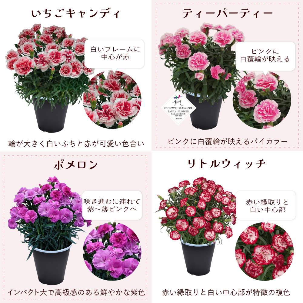 母の日カーネーションスタンダード25色カラーラインナップ