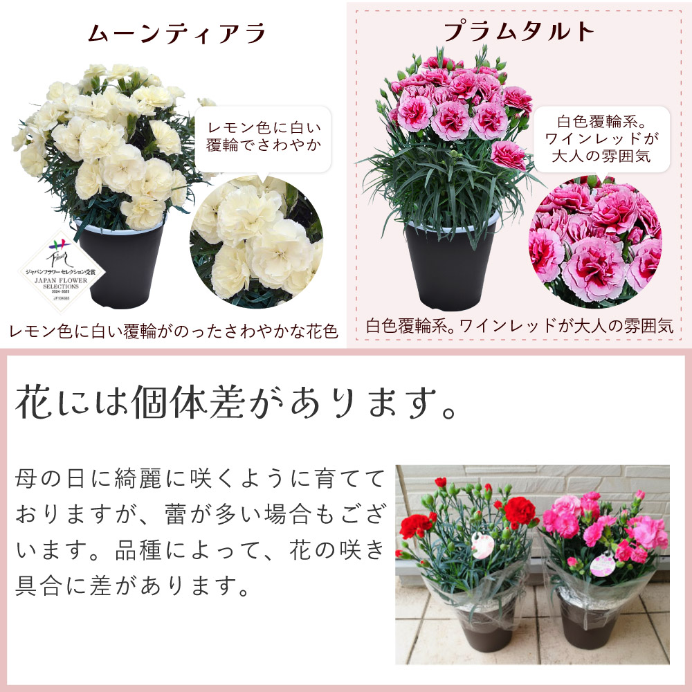 母の日カーネーションスタンダード25色カラーラインナップ