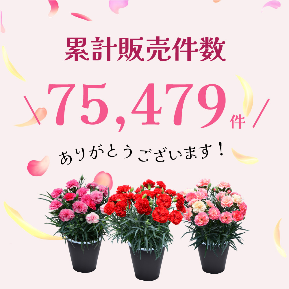 母の日カーネーションスタンダード25色累計販売数